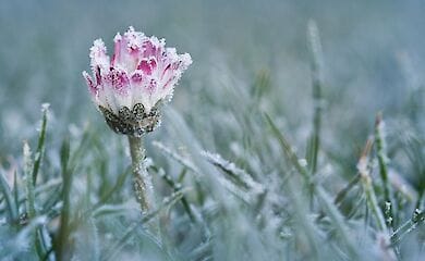 Ночью в Киев вернутся морозы