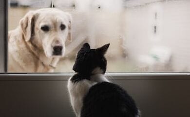 Це перші підтверджені випадки серед домашніх тварин в США