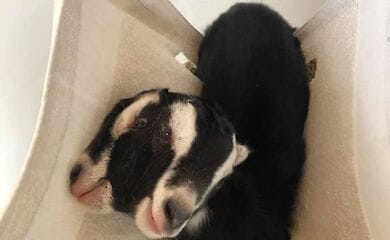 Дитинча цілком здорове