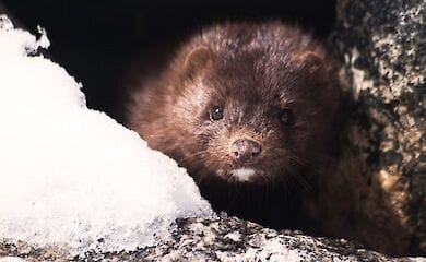 Ферми, де виявлені хворі норки - закрили на карантин