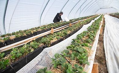 Европе не хватает украинских заробитчан