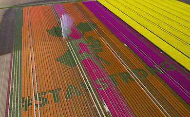 Спеціально для туристів на полях з тюльпанами залишають послання