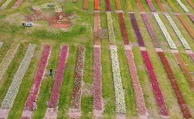В парке под Киевом расцвело более миллиона тюльпанов. Их сфотографировали с высоты