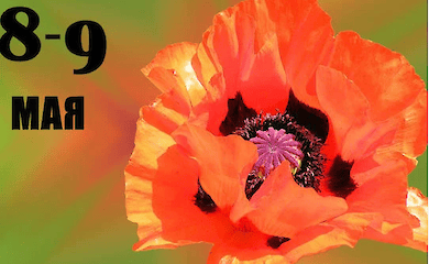 Як українці ставляться до 9 травня: результати опитування