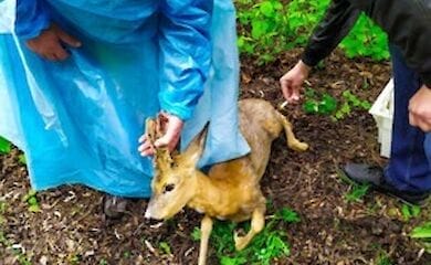 Под Киевом косуля выбежала на трассу и стала причиной ДТП