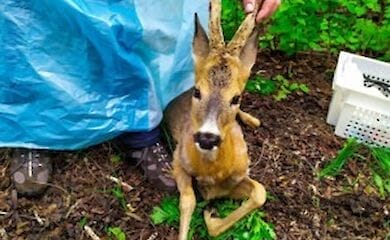 Под Киевом косуля выбежала на трассу и стала причиной ДТП