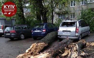 В Киеве рухнувшее дерево раздавило автомобиль