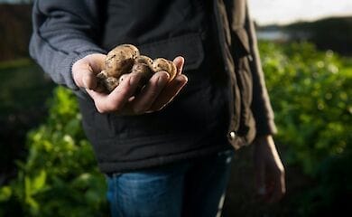 Почему украинская картошка дороже импортной