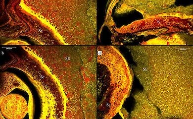 Ученые изобрели новый способ поиска древнего пива