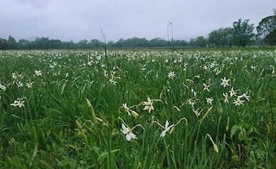 Для прогулянки в Долині нарцисів встановили правила