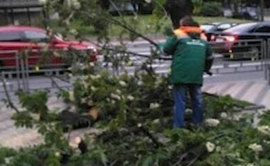 В Киеве сильный ветер повалил десятки деревьев