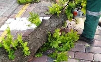 В Киеве сильный ветер повалил десятки деревьев