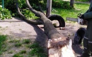 В Киеве сильный ветер повалил десятки деревьев