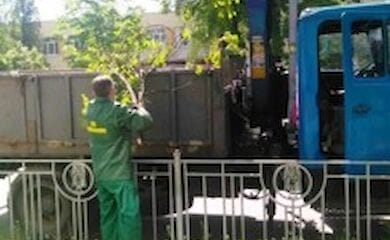 В Киеве сильный ветер повалил десятки деревьев