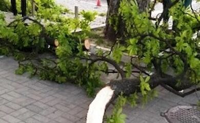 В Киеве сильный ветер повалил десятки деревьев