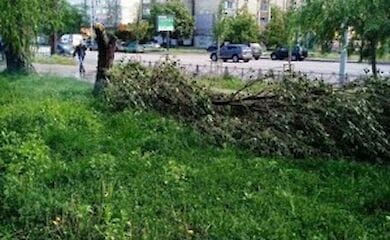 В Киеве сильный ветер повалил десятки деревьев