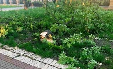 В Киеве сильный ветер повалил десятки деревьев
