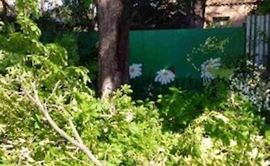 В Киеве сильный ветер повалил десятки деревьев
