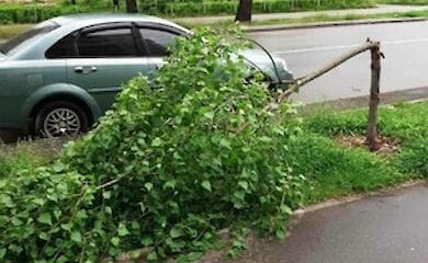 В Киеве сильный ветер повалил десятки деревьев