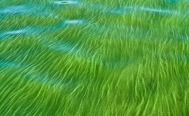 С энергетическими водорослями можно "убить двух зайцев"