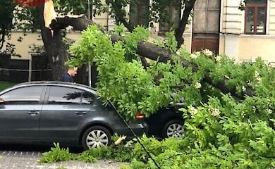 Сильный ветер в столице повалил деревья на прохожих и авто