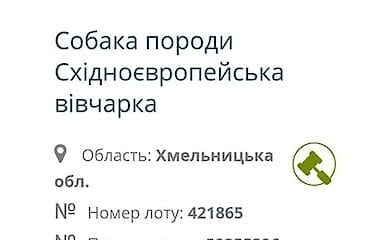У Мін'юсті пояснили продаж породистих собак на інтернет-аукціонах