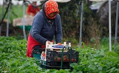Чиновники посоветовали эстонским фермерам обходиться без украинцев 