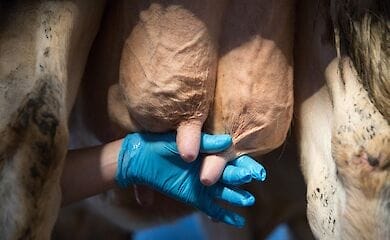 Чехия возобновила выдачу виз для украинцев