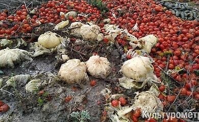 Под Одессой обнаружили свалку из солений (фото)