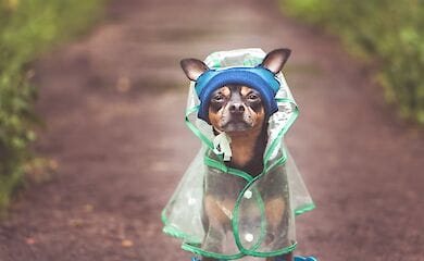 Коли холод і дощі покинуть Україну: залишать синоптика