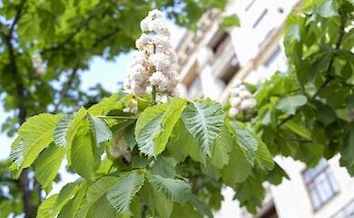Как Киев будет отмечать День города