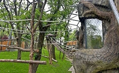В Киевском зоопарке переселили в новый вольер семью обезьян