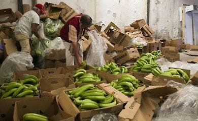 Бананы прибыли из Эквадора