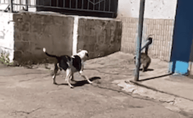 В Харькове парень натравливает пса на дворовых котов и выкладывает видео в сеть