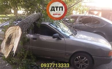 В Киеве на автомобили упало дерево