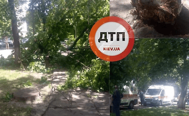 Що не так з зеленими насадженнями в столиці