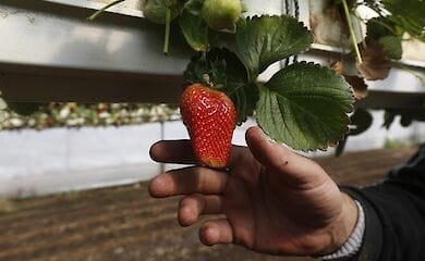 В Эстонии потерявших работу из-за COVID-19 направят на сбор клубники