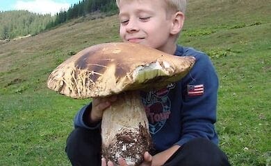 На Закарпатье нашли гриб-гигант 