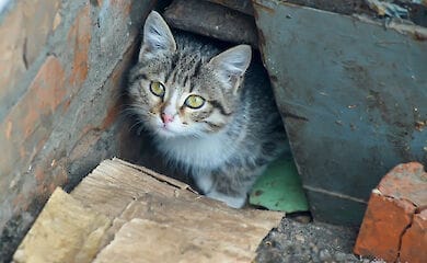 В Киеве неизвестные рассыпают отраву для котов 
