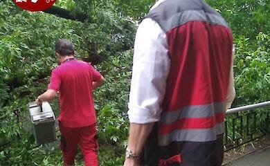 У столиці в результаті падіння дерева постраждав жінка