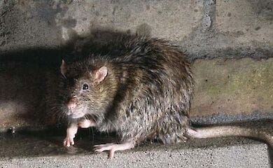 Из унитаза квартиры на Нивках выпрыгнула крыса