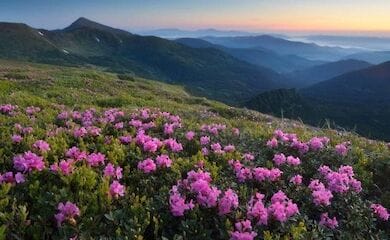 На Чорногірському та Мармароський хребтах Карпат помітили червону руту