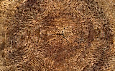 Гослесагентство Украины отрицает экспорт леса-кругляка