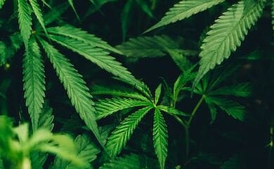 Вчені вважають, що один із сортів марихуани може лікувати коронавірус