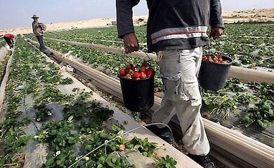 В Естонії безліч ягід згнили на полях через брак робочих