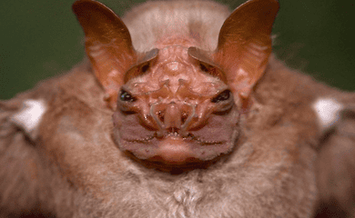 Эксперты ООН предупреждали, что переходящие от животных к человеку вирусы становятся более распространенными