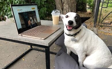 В приюте Сириус пес Гермес обучает животных общению с людьми