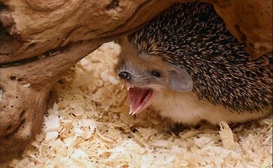 Вчені мають намір з'ясувати, чи можуть їжаки і пацюки інфікувати людей коронавірусами