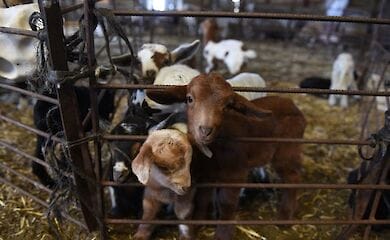 В США женщина потребовала провести тест на отцовство козлу