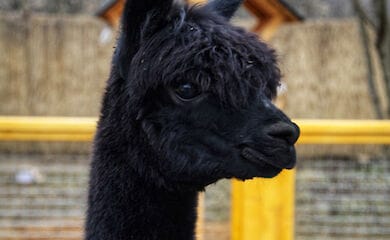 Столичный зоопарк завет посетителей посмотреть на пополнение в семействе альпак